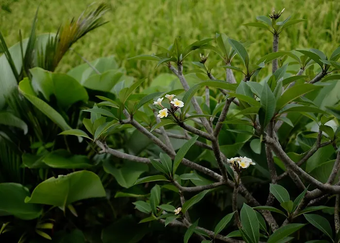 Anantra Bali Eco * ウブド